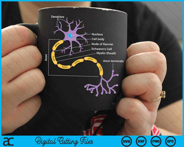 Anatomy Of Neuron Neurologist SVG PNG Digital Cutting Files