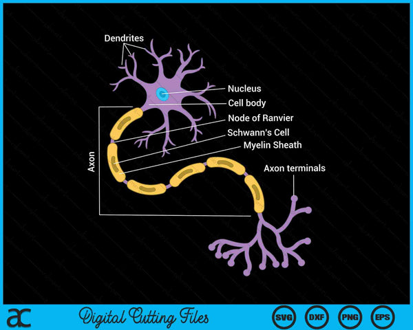 Anatomie van neuron neuroloog SVG PNG digitale snijbestanden
