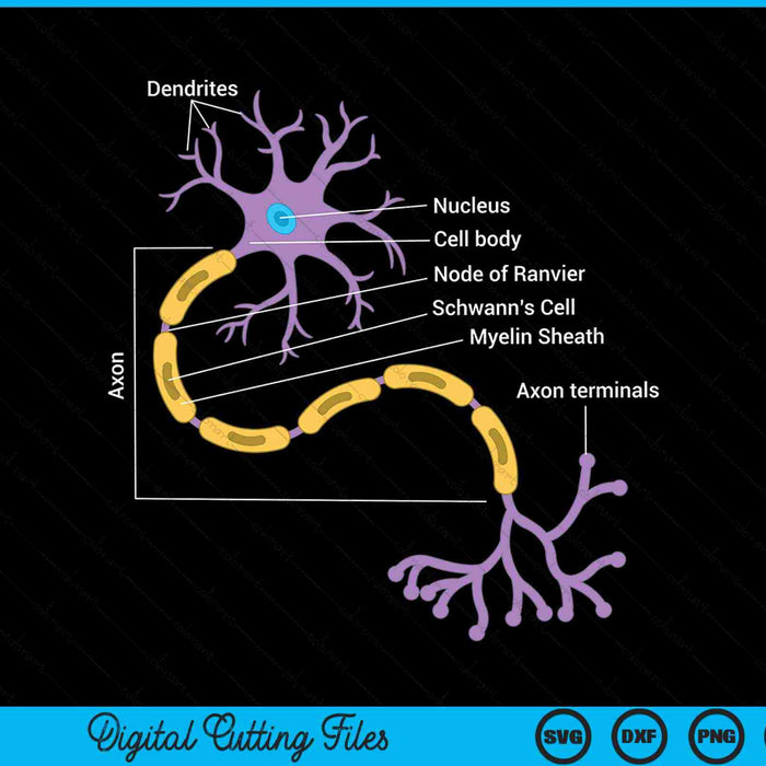 Anatomy of neuron neurologist SVG cut file