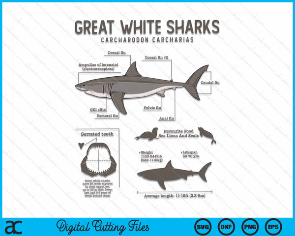 Great White Shark Anatomy Marine Biologist SVG PNG Digital Cutting File