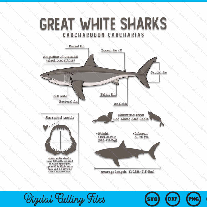 Great White Shark Anatomy Marine Biologist SVG PNG Digital Cutting File