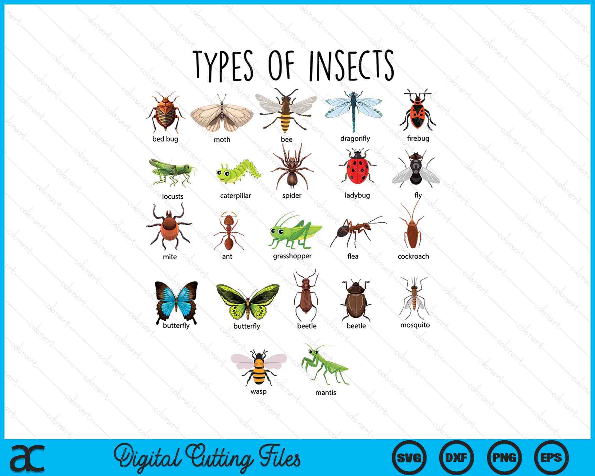 Kids Types Of Insects Bug Identification Science SVG PNG Digital Cutti ...