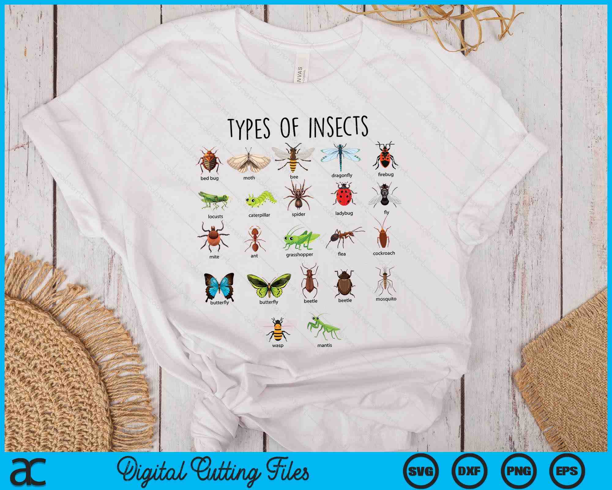 Kids Types Of Insects Bug Identification Science SVG PNG Digital Cutti ...