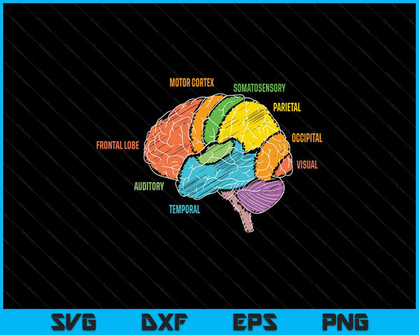 Parts of the brain anatomy colorful diagram learning SVG cut file