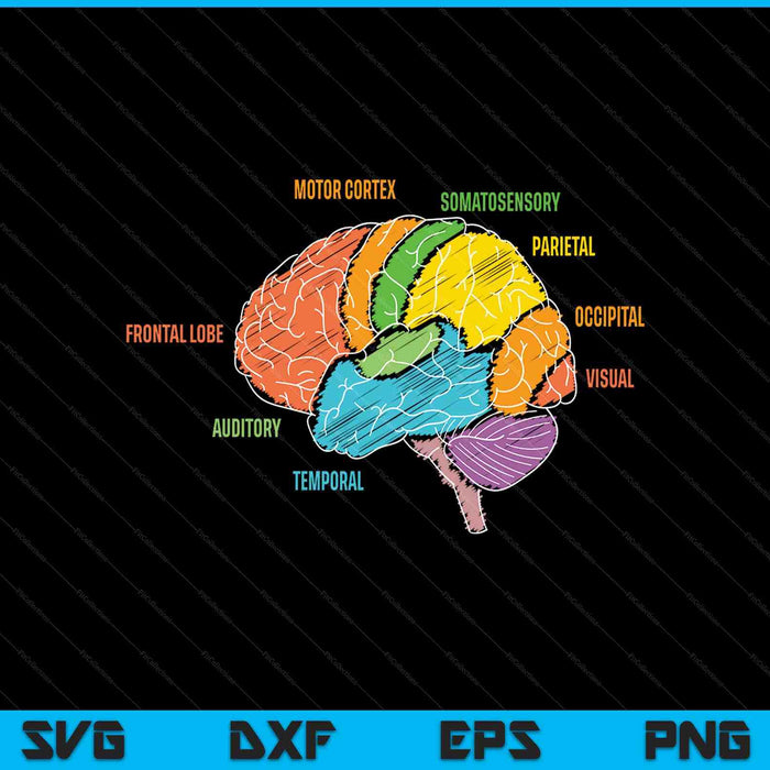 Parts of the brain anatomy colorful diagram learning SVG cut file