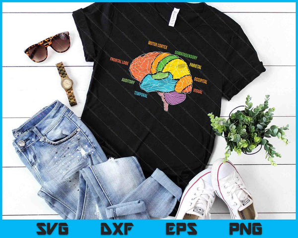 Parts Of The Brain Anatomy Colorful Diagram Learning SVG PNG Digital Printable Files