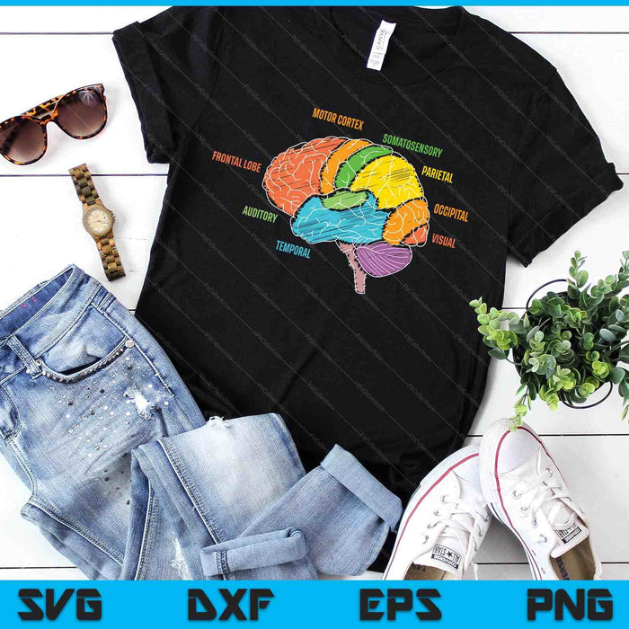 Parts Of The Brain Anatomy Colorful Diagram Learning SVG PNG Digital Printable Files
