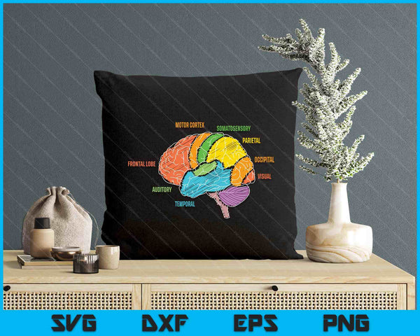 Parts Of The Brain Anatomy Colorful Diagram Learning SVG PNG Digital Printable Files