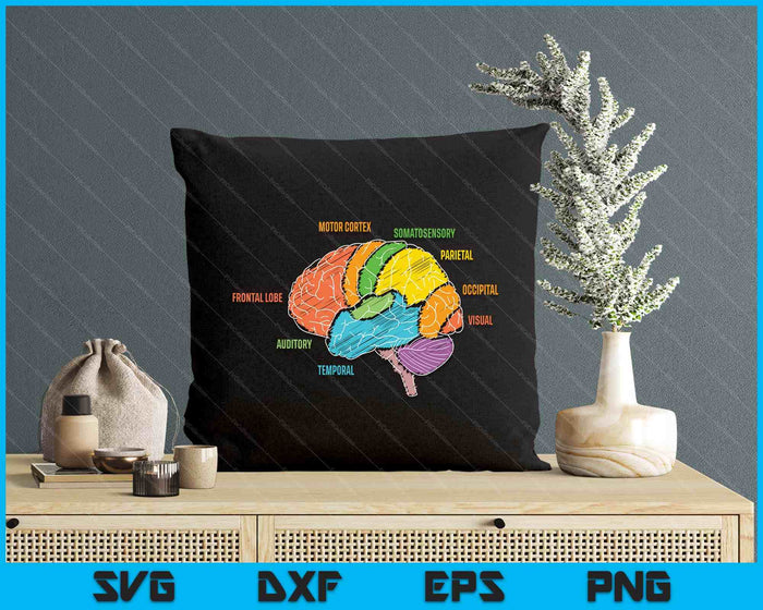 Parts Of The Brain Anatomy Colorful Diagram Learning SVG PNG Digital Printable Files