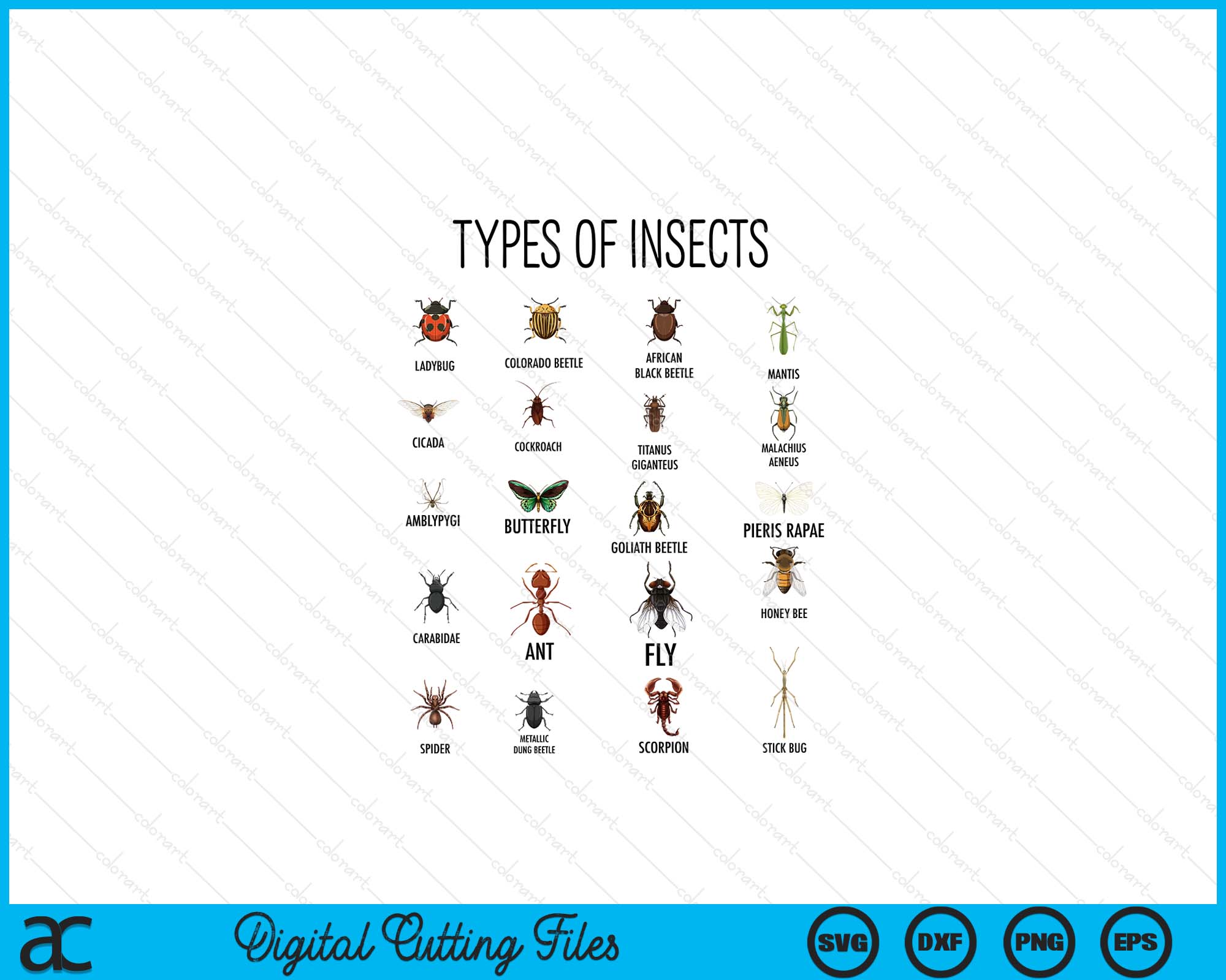 Types Of Insects Bug Identification Science SVG PNG Cutting Files ...