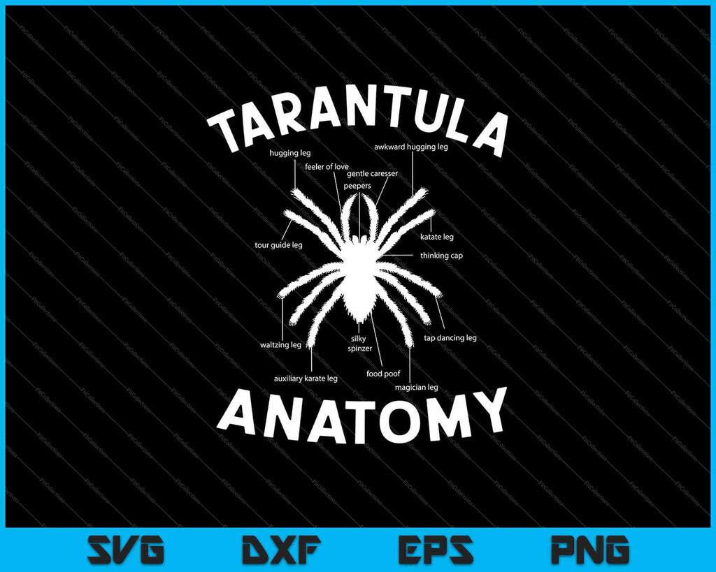Tarantula Anatomy SVG PNG Files – creativeusarts